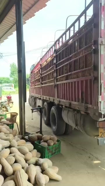 富川县广西南瓜好价，0.42走车价，每天发车