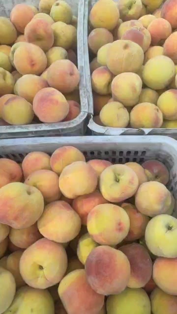 遵化市毛黄桃大量上市，做罐头用的首品