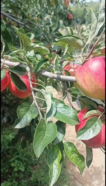 红露苹果