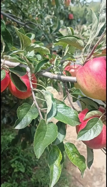 昭通红露苹果