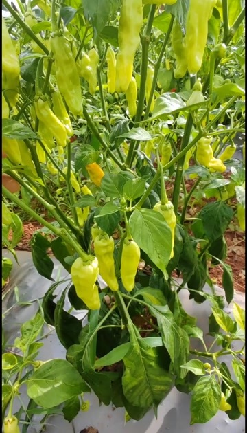 丘北县云南小米椒/白米椒货源厂地直发