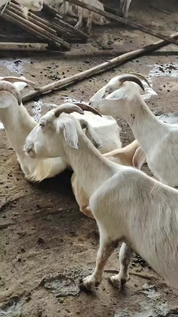 北海广西北海铁山港白山羊禽畜