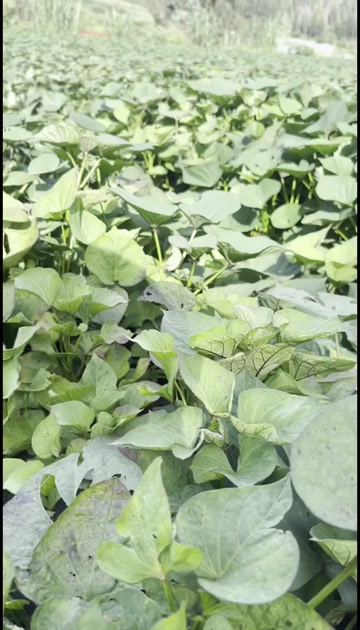 云南建水蜜薯新鲜红薯根茎蔬菜产地直发