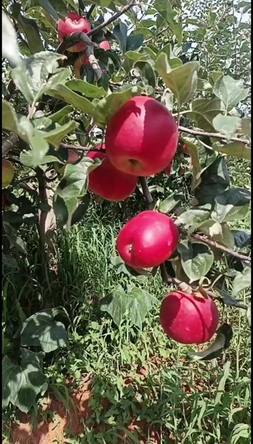 昭通红露苹果