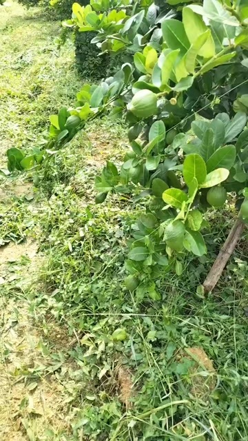 翁源县香水柠檬