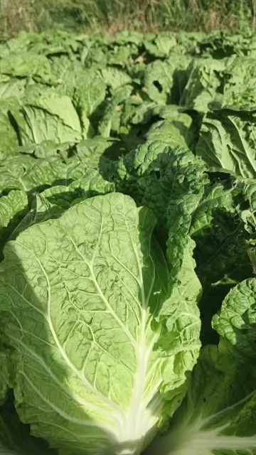 蔚县万亩高山旱地大白菜甘蓝