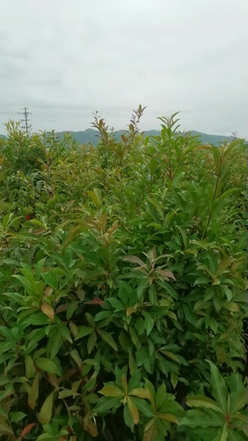 精品山杜英，产地直供，源头好货，欢迎选购