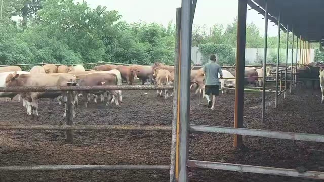 大荔县新疆肉牛供应