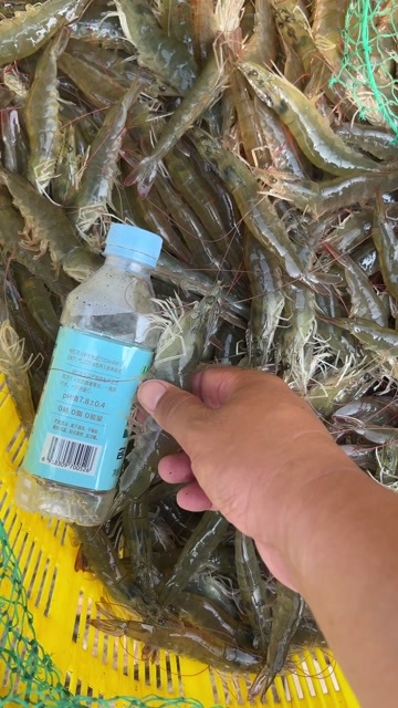 黄骅市南美白对虾14000亩外塘长途运输没有问题活力99成规格齐全