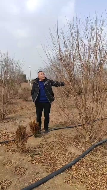 沭阳县苗圃大量出售高350厘米，冠幅250厘米丛生紫薇
