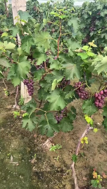 永清县大量批发巨峰葡萄