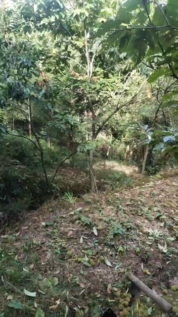 苍溪县四川苍溪5000斤板栗即将上市，批发出售