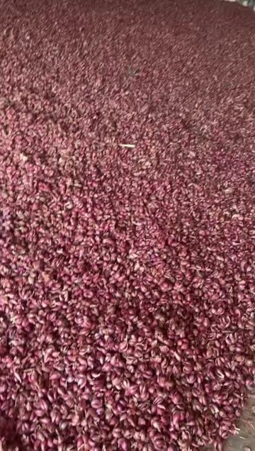 彭州市四川彭州红葱头新鲜蔬菜葱姜蒜类批发