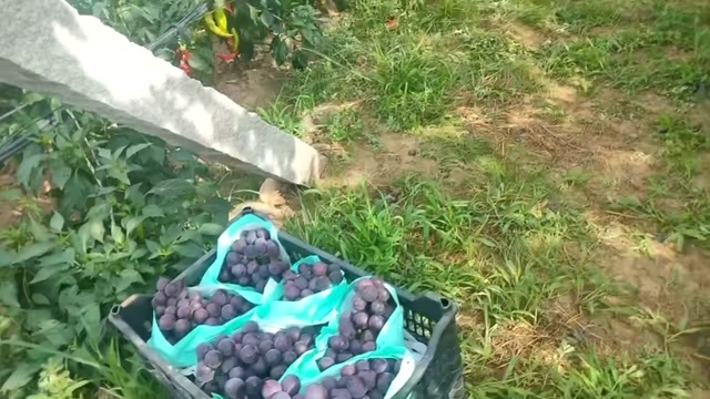 营口陆地巨峰第一车下树  大小车都接  剪多少都行  随时到车随