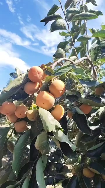 陕西精品柿子七月黄八月黄^_^^_^阳丰大量有货，支持一件代
