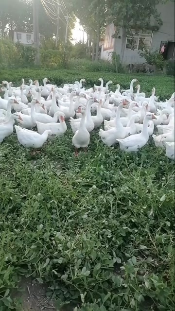 常州鹅