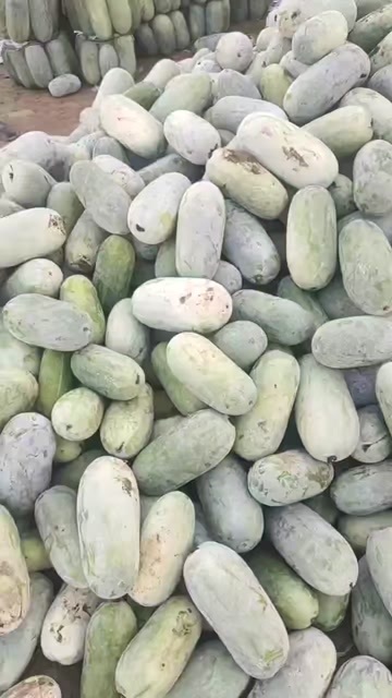 鸡泽县河北邯郸小冬瓜 新鲜蔬菜瓜菜类 冬瓜优质农产品