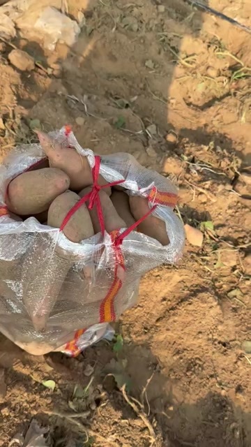 夏津县龙九红薯、蜜薯、山东红薯，电商货对接商超