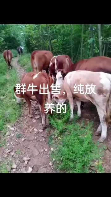 城步县黄牛