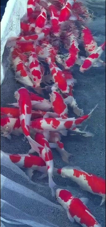 优质锦鲤50~55cm