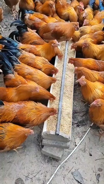 浦北县来自广西长寿之乡的鲲帝香鸡，专注品质，肉质鲜美，吃过的都说好