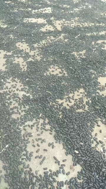 华亭市甘肃黑芸豆