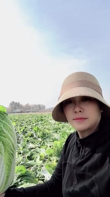 大庆矮白菜