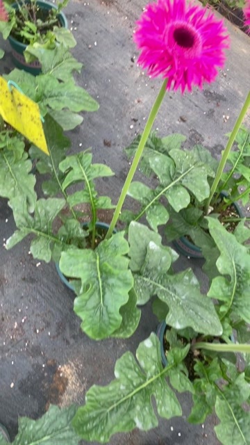 昆明云南精品非洲菊高杆非洲菊扶郎花盆栽0.5佳昆盆