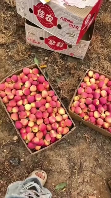 开原市锦绣海棠果 辽宁铁岭开原产地直供 新鲜水果核果仁果类