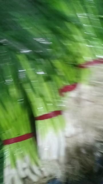兰州精品水洗小把一点红蒜苗