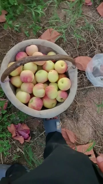 乾县陕西苹果