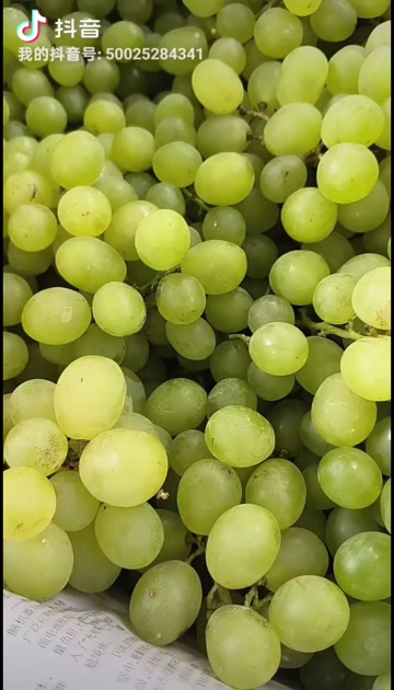 蓝玉葡萄自己了30亩，现在可以上市了，欢迎各位老板前来收购
