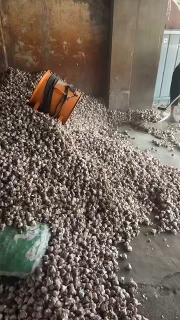 彭州市四川彭州软叶蒜不出蒜苔。只出蒜苗谨慎购买