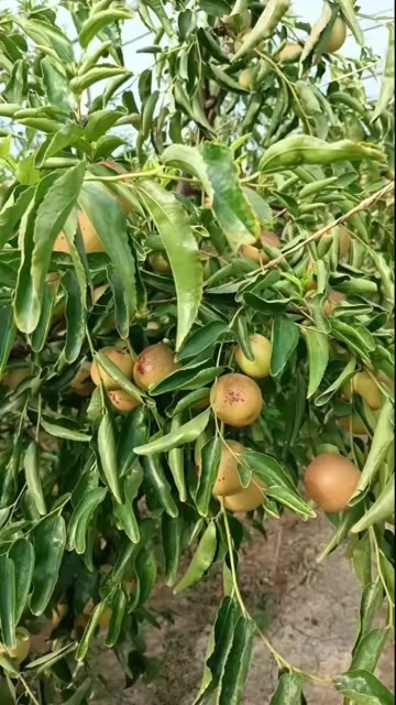 大荔县冬枣