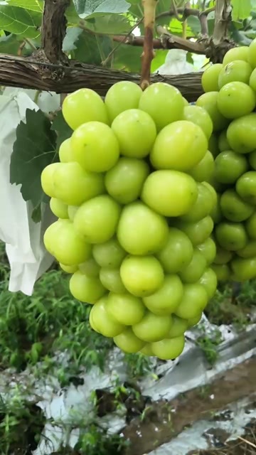宝应县阳光玫瑰葡萄