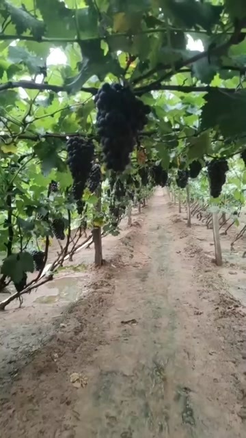 营口巨峰葡萄巨丰葡萄飓丰葡萄