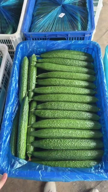 莘县密刺黄瓜一级货