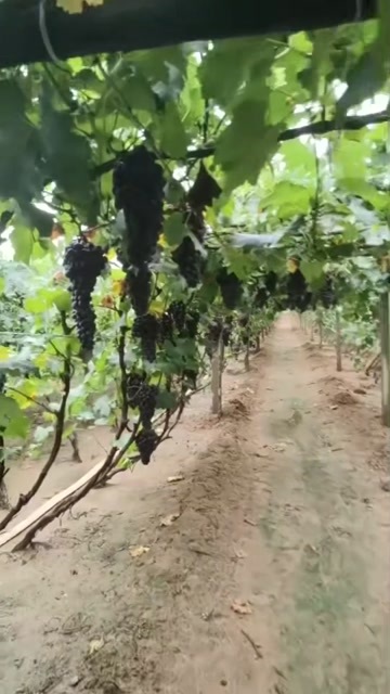 营口巨丰葡萄  葡萄  大量有货 价钱便宜 0.8