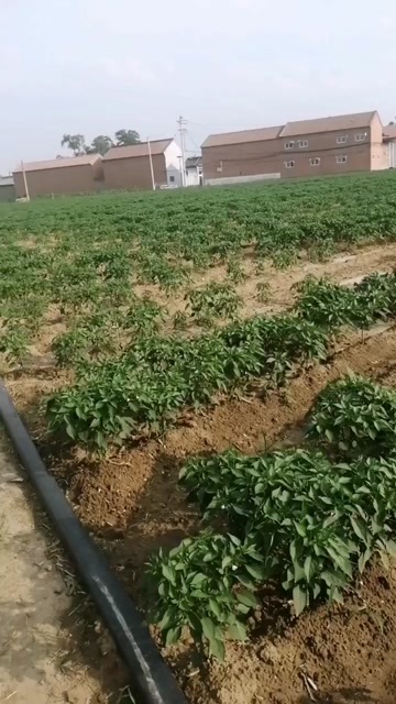 高平市线椒新鲜采摘，价格优惠。