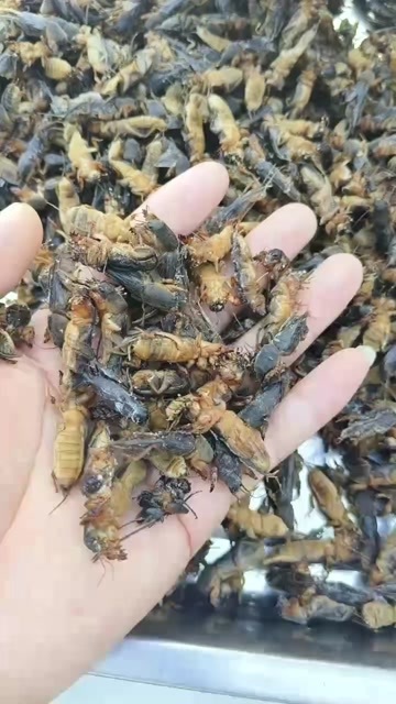 蝼蛄  蝲蝲蛄 (土狗子) 熟速冻