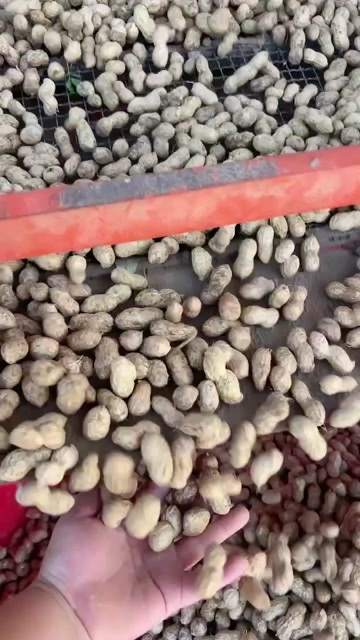 永城市河南商丘鲜花生