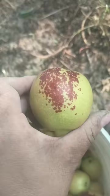 大荔县冬枣