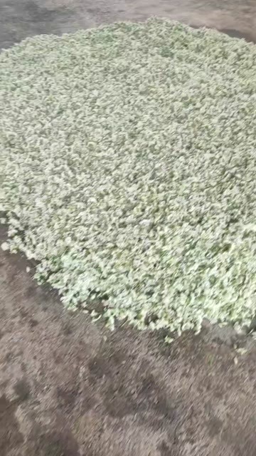 凌海市韭菜花