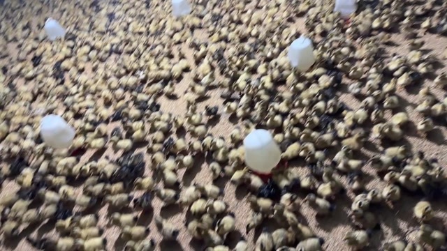 定远县20天脱瘟建湖杂交鸭 疫苗齐全 全公