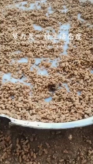 翁源县纯糠饭喂养跑山鸡