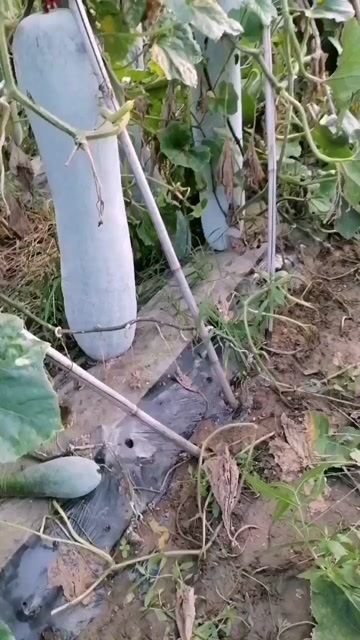 香河县白皮冬瓜条直霜色好，瓜肉厚，货源充足，保质保量。