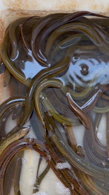 黄鳝，本地货，肉质鲜美，自然水域鲜活，精挑细选