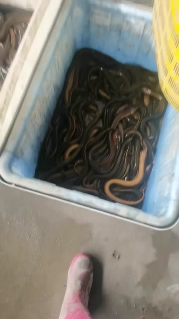 黄鳝，本地货，肉质鲜美，自然水域鲜活，精挑细选