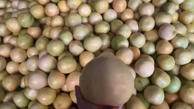 平和县平和琯溪蜜柚