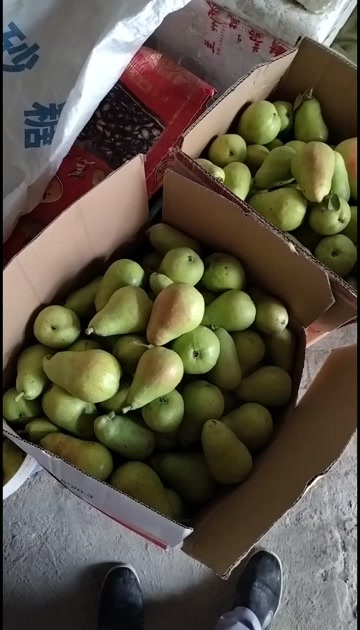 兰州巴梨，黄了软软的，果汁丰富，口感特好，大人小孩都可吃。
